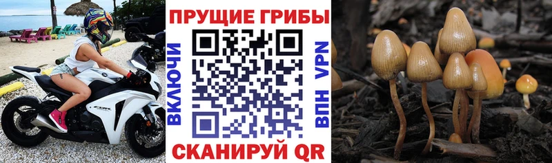 Псилоцибиновые грибы мицелий  Щёкино 